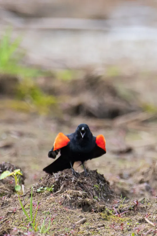 Anger and rage, red-winged blackbird, Ulao Creek, Wisconsin. 2019.